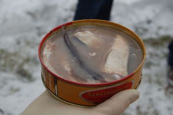 Surströmming