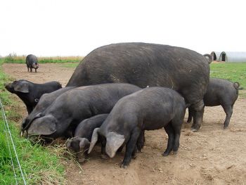 Black pigs