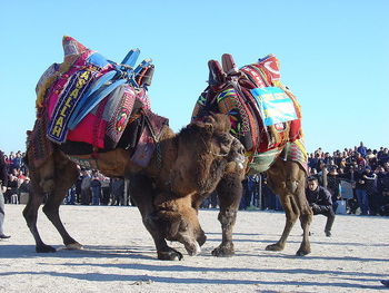 camel wrestling in Turkey