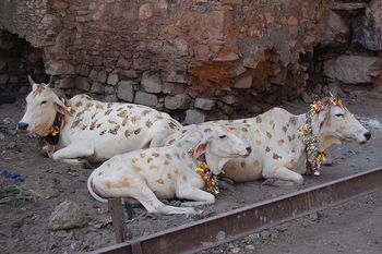 cattle decorated on Diwali
