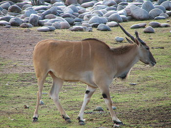 Eland antelope