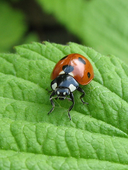 Ladybug