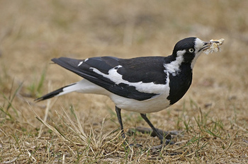 magpie lark