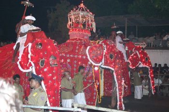 Elephants participating in the parade