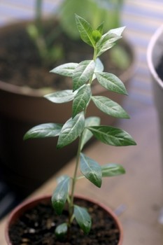 Henna plant