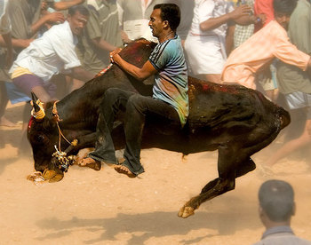 Jallikattu (photo by Carlos Gilsobera)