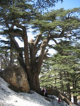 Lebanon cedar