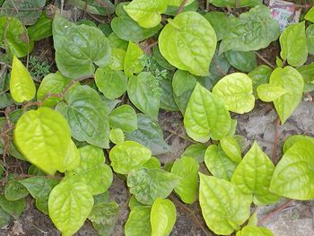 Betel (Piper betle) plant