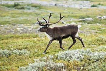 Reindeer (photo by Alexandre Buisse)