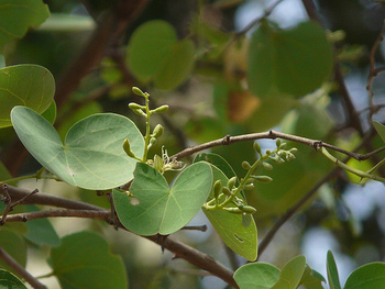 Aapta tree