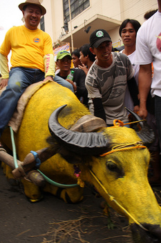 Carabao Festival