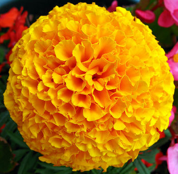 Marigold