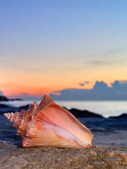 Conch