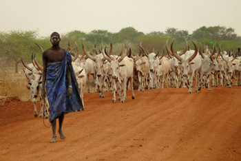 Dinka man with his cattle