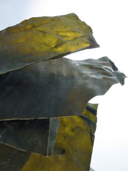 Kombu seaweed