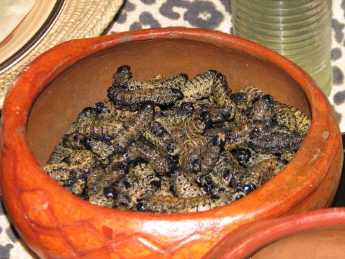 Mopane worms