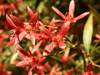 New South Wales Christmas Bush