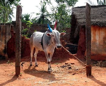 Cow on Maatu Pongal