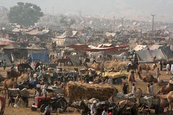 Pushkar camel fair