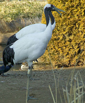 Red-crowned cranes