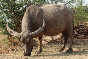 Water buffalo